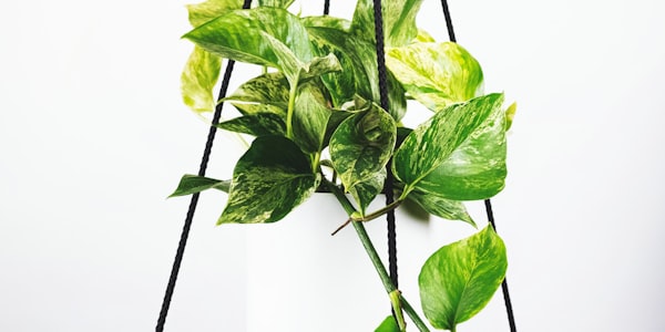 足球战术分析板示意图